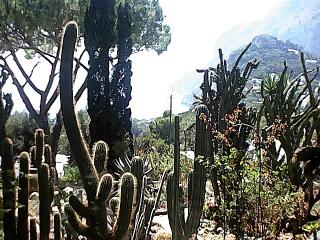 Capri Garten mit üppigem Kakteenbewuchs